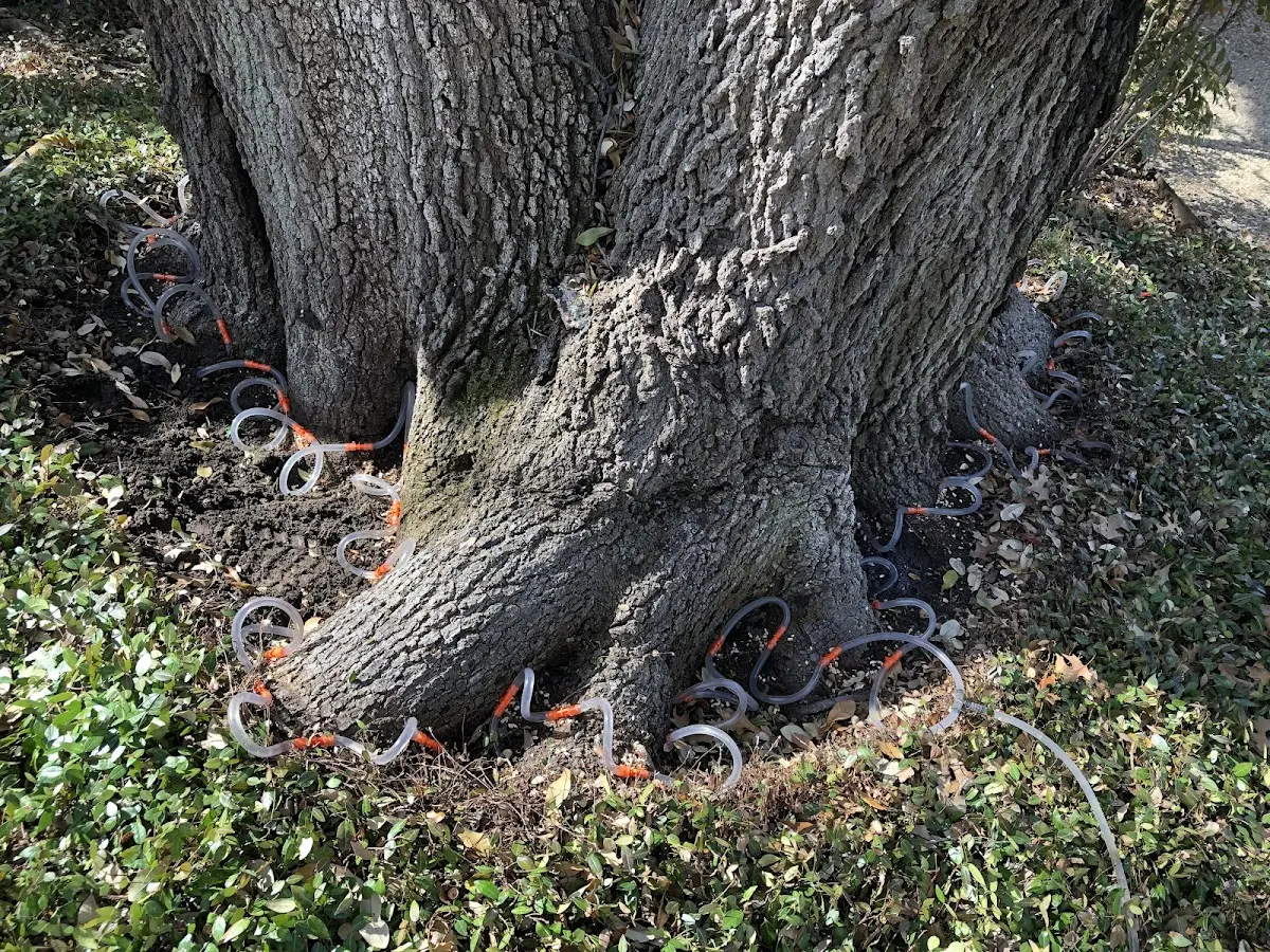 Detailed Tree Cabling and Bracing job site in Clarks Grove