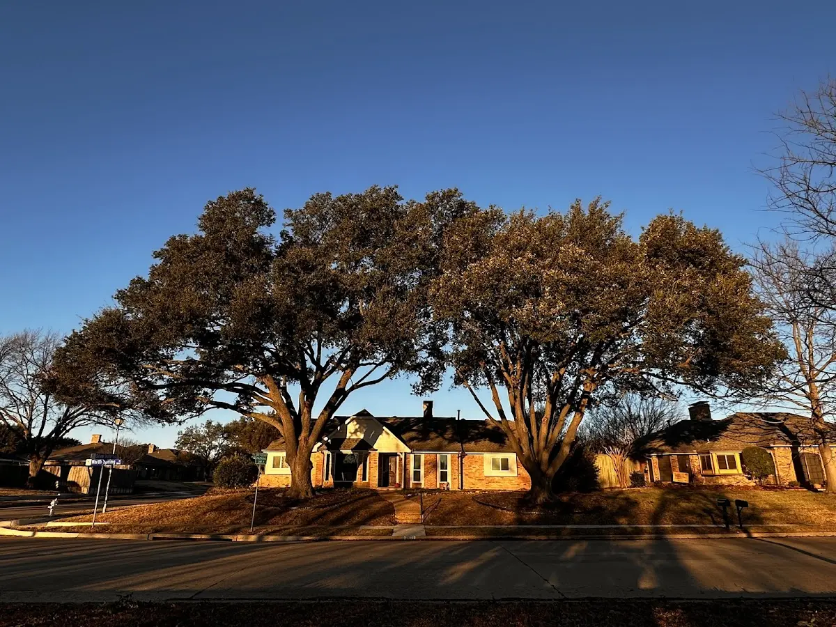 Established residential canopy tree shading a home in Clarks Grove